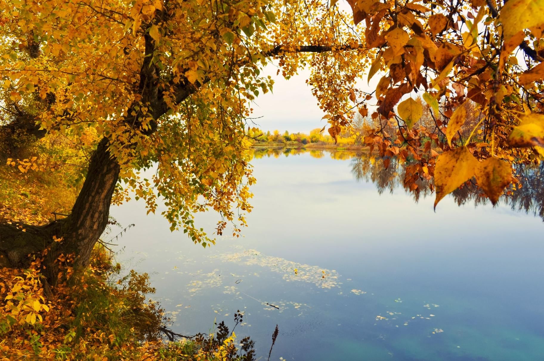 Золотая осень у воды фото