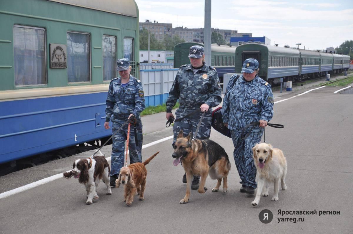 Ведомственная охрана железнодорожного транспорта. Транспортная полиция с собакой. Транспортный кинолог. Кинологи ведомственной охраны железнодорожного транспорта. Полиция с собакой на вокзале.