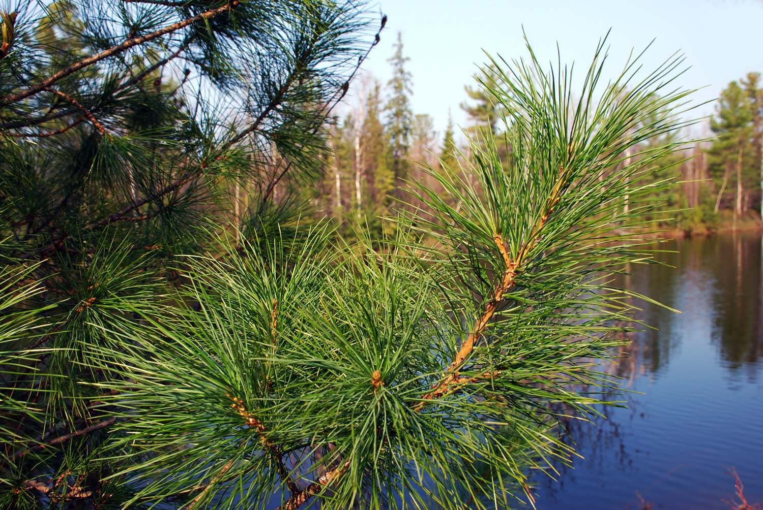 Pinus sibirica ideal