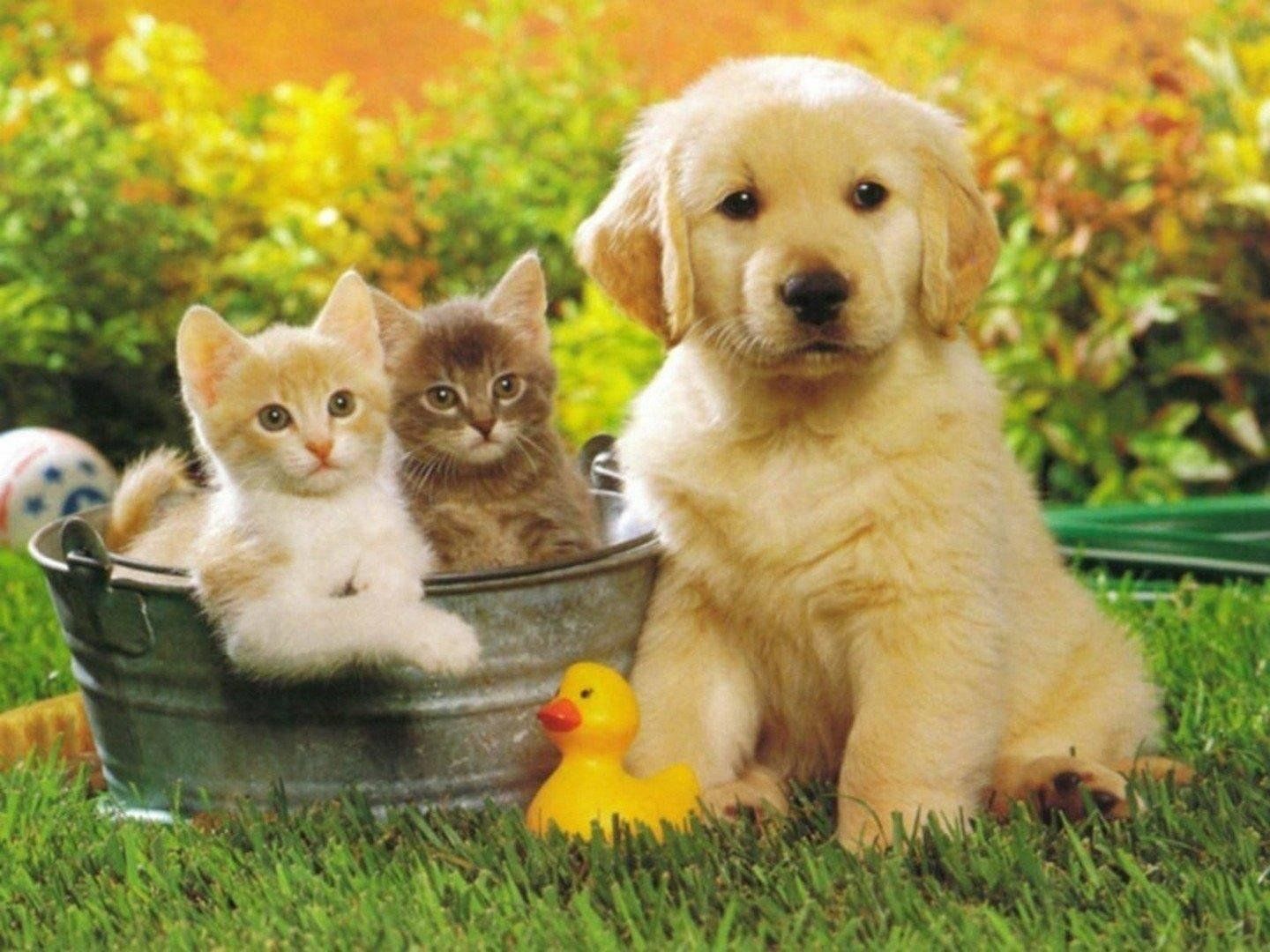Img 20220425 171016 569 - jpg pet