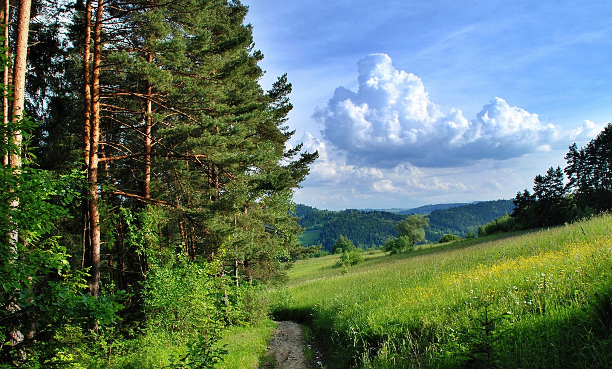 Красивые Пейзажи Леса