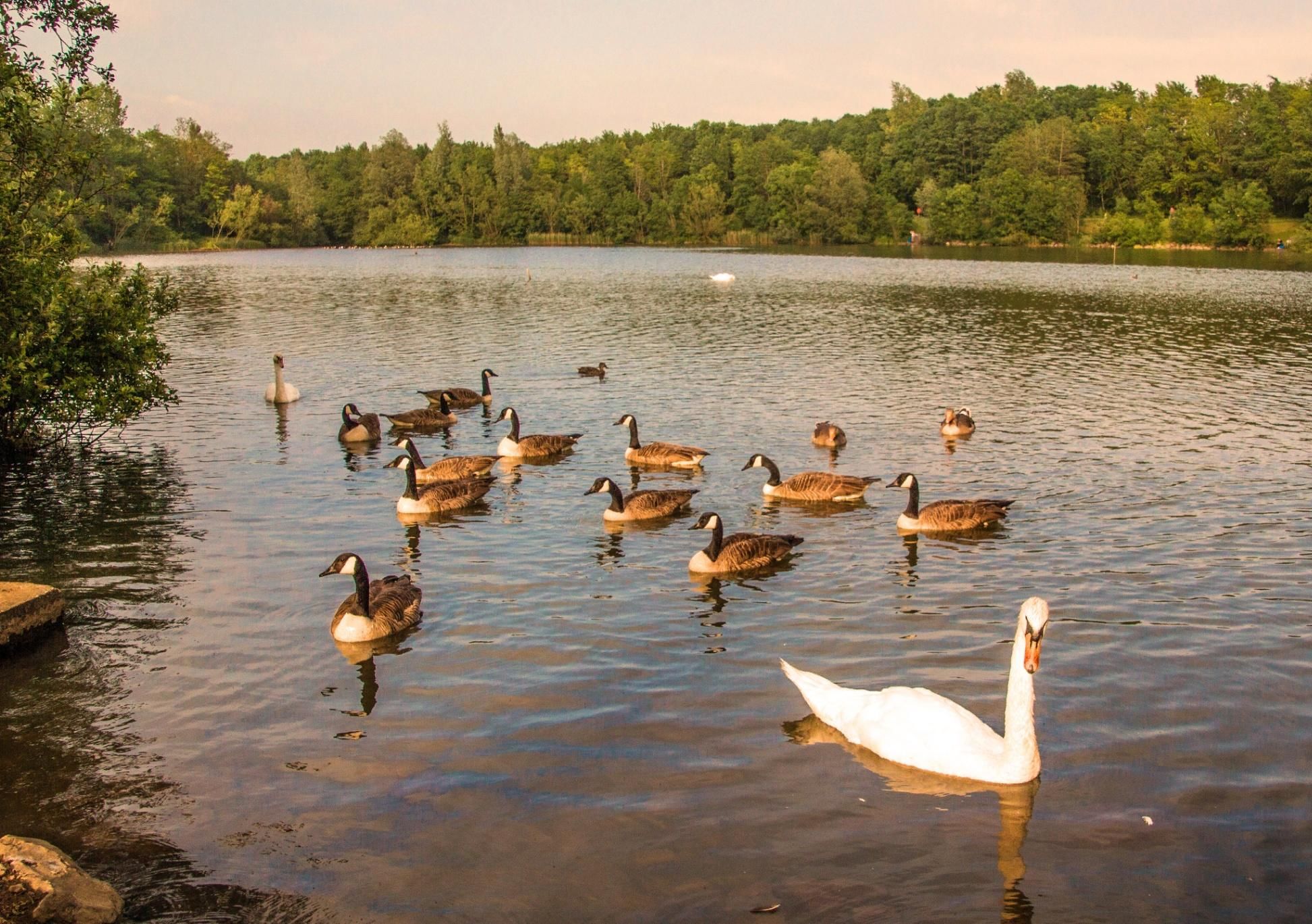Птица озеры. Утиное озеро. Озеро с утками. Птицы на пруду. Утки на озере.