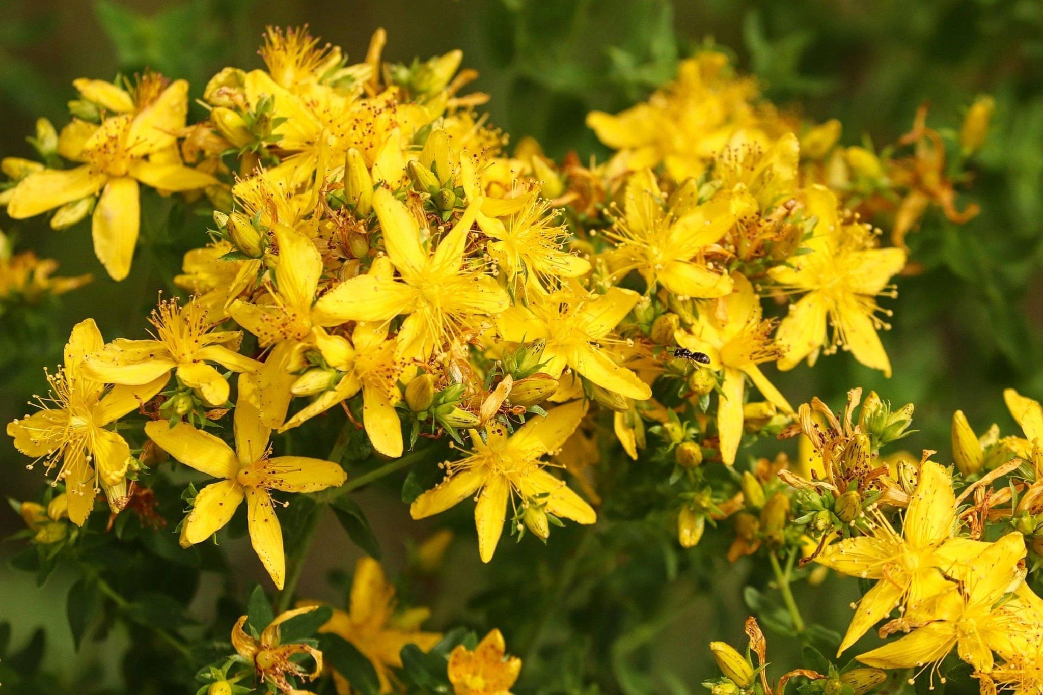 Зверобой фото. Зверобой St John's Wort. Трава зверобоя продырявленного. Зверобой продырявленный (обыкновенный). Зверобой Луговой.