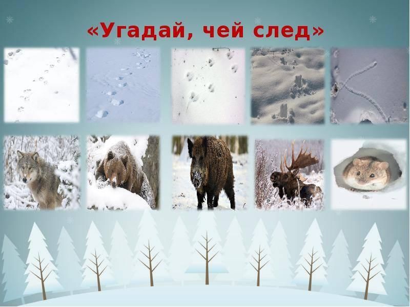 След недели будет. Следы животных в лесу зимой. Чьи следы на снегу. Презентация следы на снегу. Чьи следы на снегу в лесу.