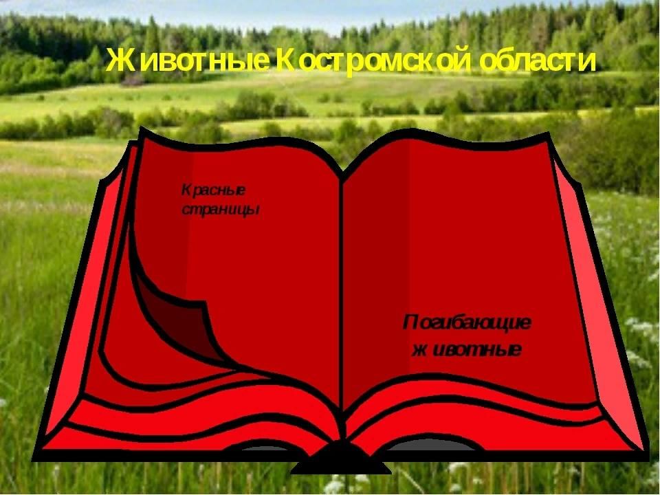 Животное из красной книги костромской области фото и описание