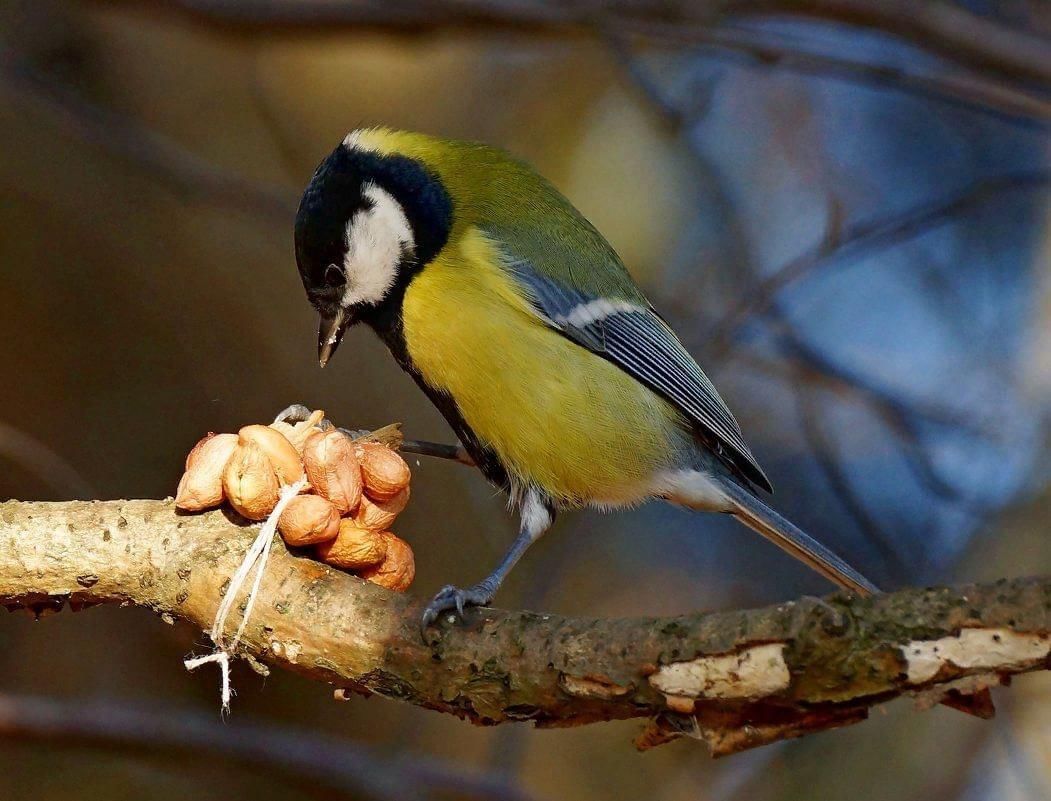 Https bird. Синичка птица. Синица и синичка. Большая синица фото. Птица синица большая.