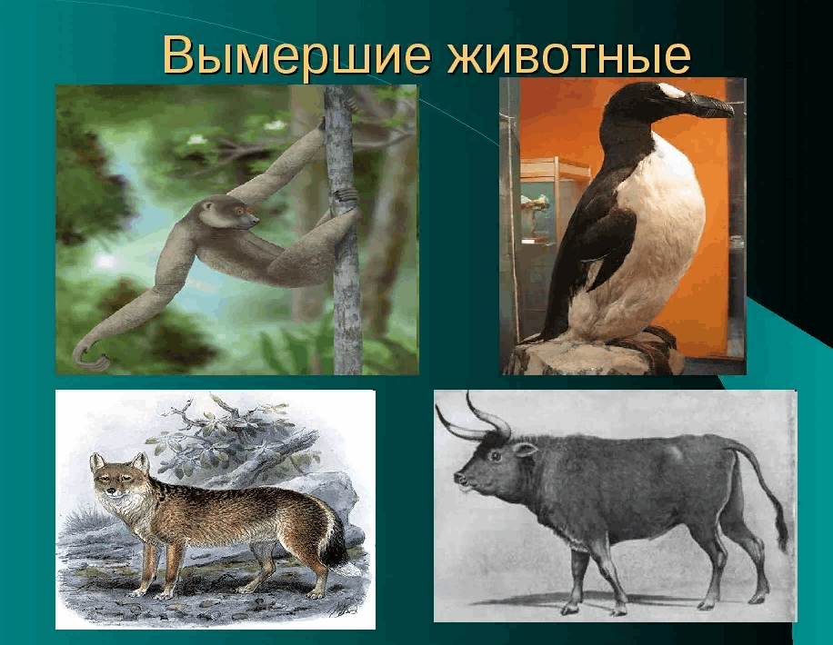 Исчезнувшие животные рисунки