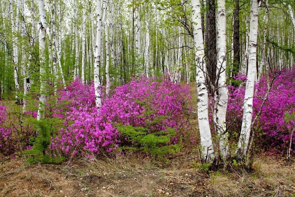 Забайкальский край картинки