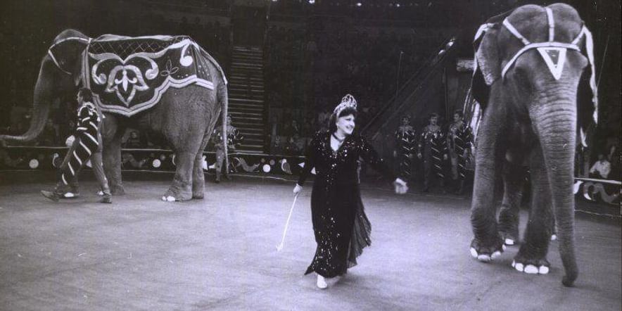 Основное изображение для события Интерактивный тематический урок «Волшебное искусство цирка»