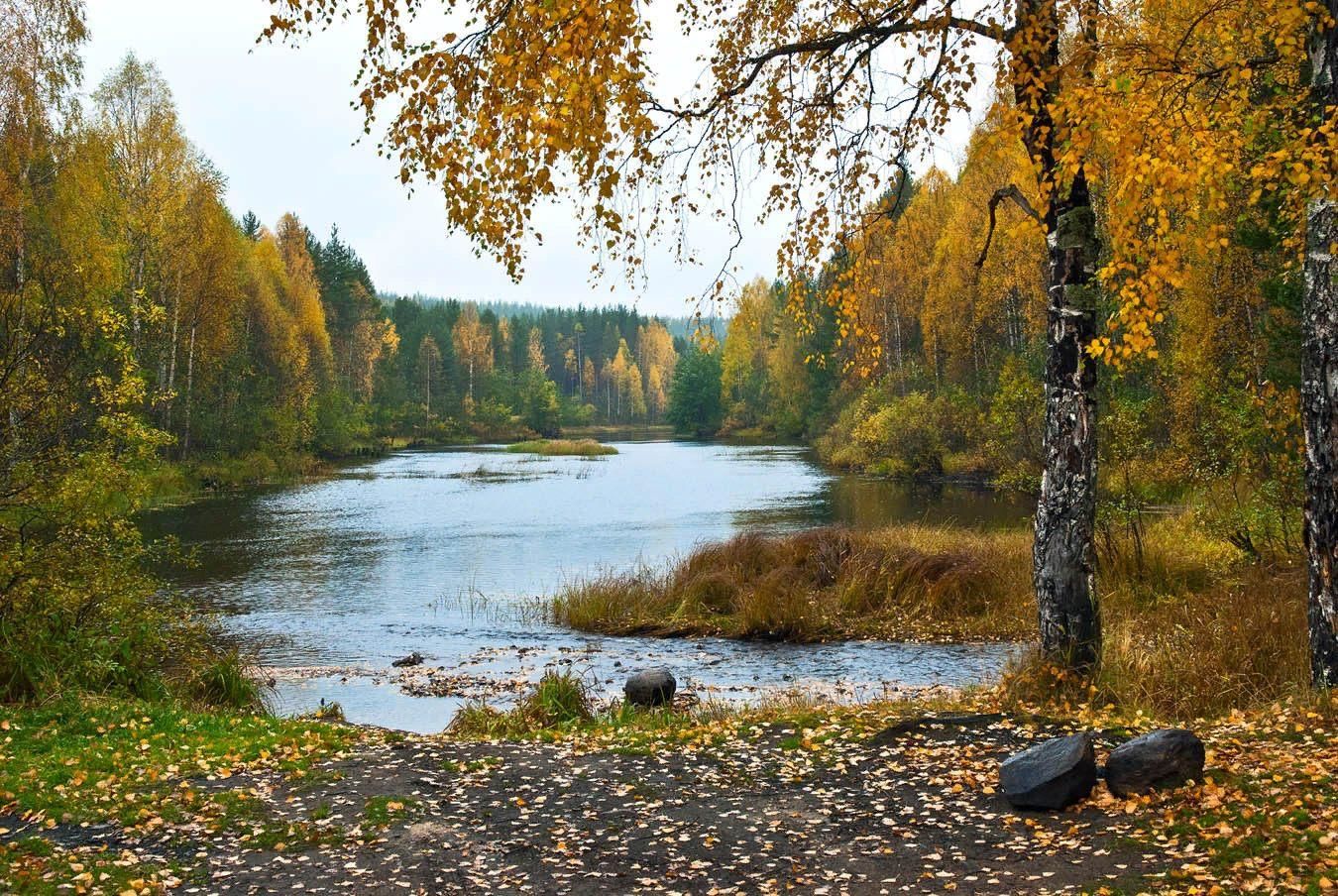 Река в лесу осенью фото