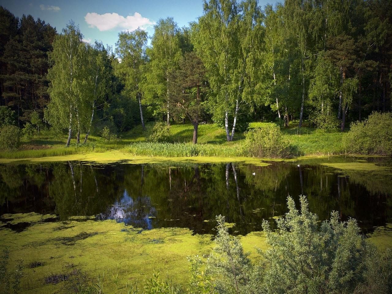 Село заводи. Лесное озеро Подушкинский лес. Лесные ручьи Поляны России. Лесной прудик. Лесная Поляна природа лес река.