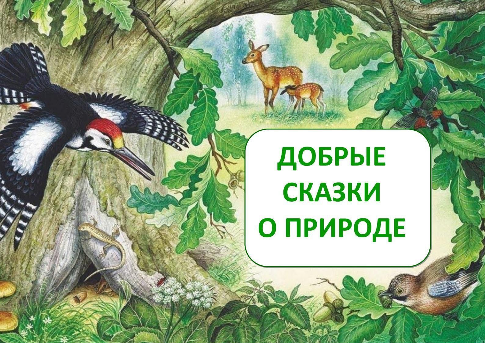 Иллюстрации к книгам о природе