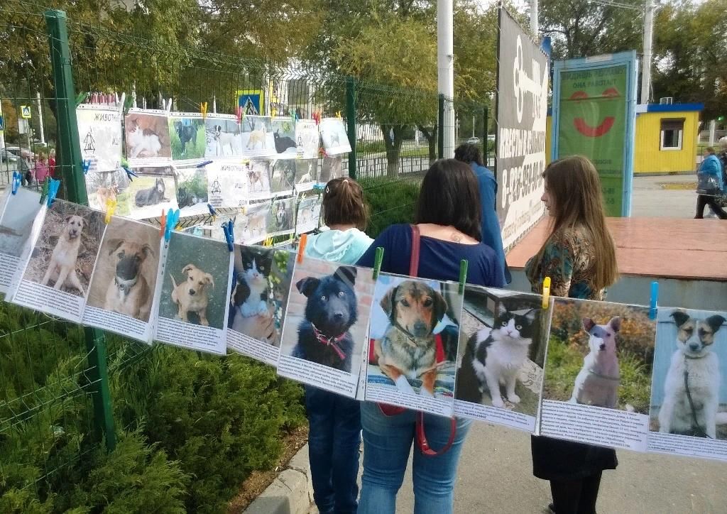 День животных мероприятие. Волонтеры и животные. Волонтёры бездомных животных. Бездомных животных волонтерство. Волонтерство животные.