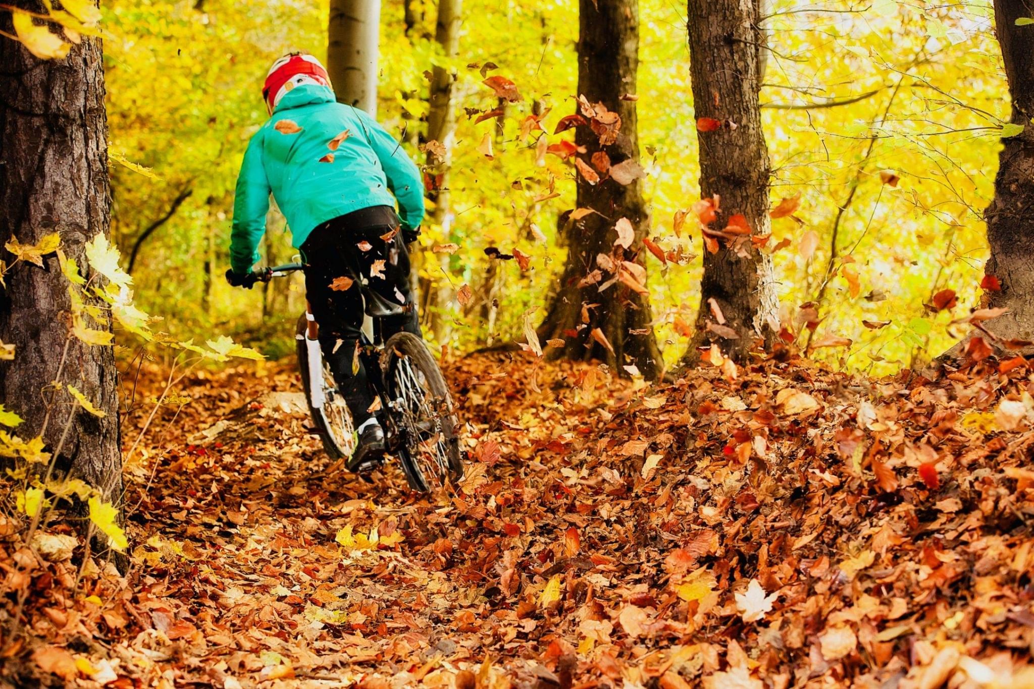 Велосипед осенью в лесу