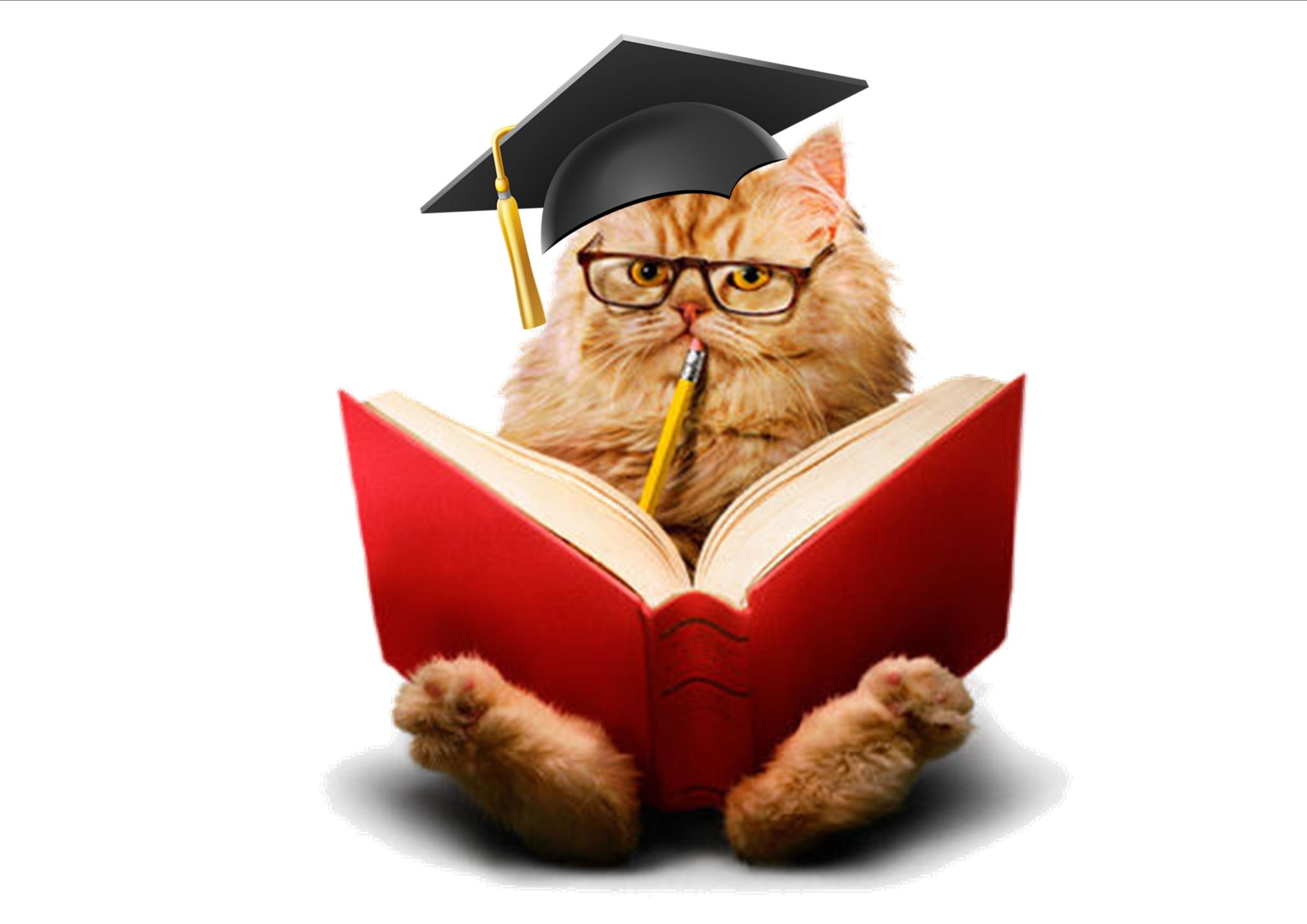 Сайт сова результаты викторины. Кот ученый. Умный кот. Умный кот в очках. Котик с книжкой.