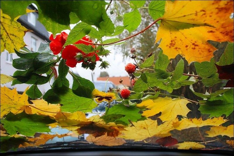 Осенней свежестью листвою и плодами благоухает сад схема