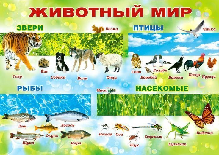 Картинки животных окружающий мир 2 класс Мир зверей" 2022, Московская область - дата и место проведения, программа меропр