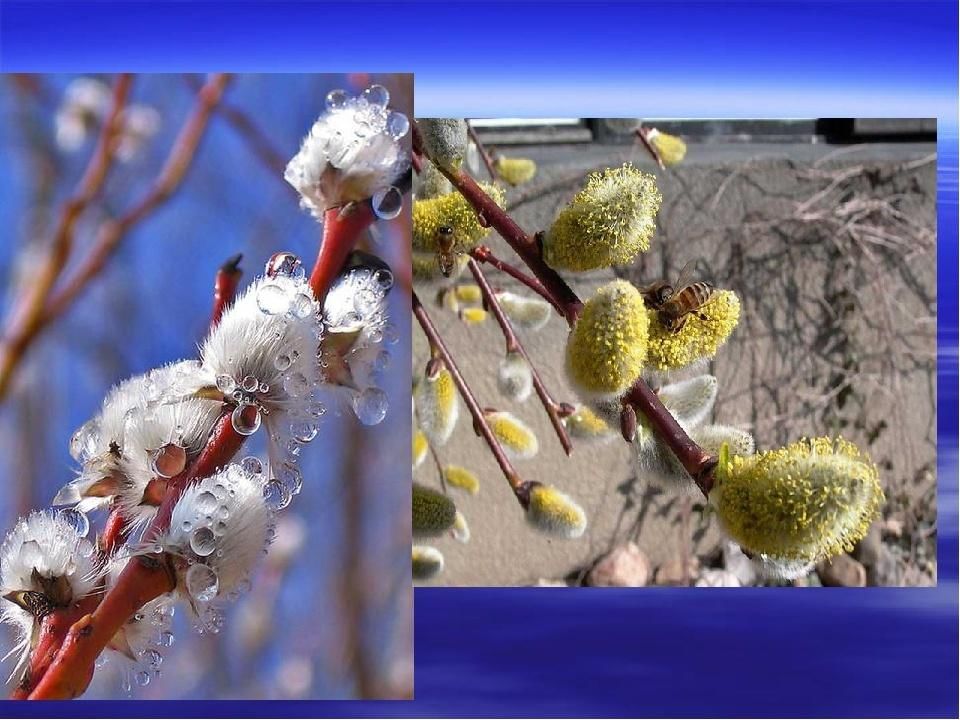 Вербное воскресенье музыка 3 класс. С Вербным воскресеньем. Вербные традиции. Проект Вербное воскресенье. Вербное воскресенье 4 класс.